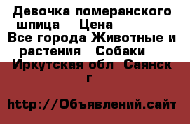 Девочка померанского шпица. › Цена ­ 40 000 - Все города Животные и растения » Собаки   . Иркутская обл.,Саянск г.